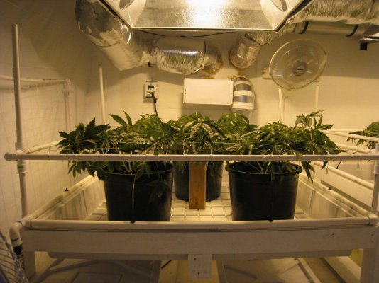 Alien Genetics - Grow Log from Seed - Pure Coco, CO2