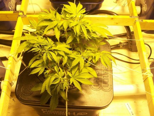 need-to-re-post5th-run---uc----2nd-run-w-cs-nutes-5.jpg