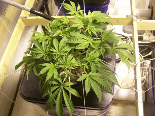 need-to-re-post5th-run---uc----2nd-run-w-cs-nutes-6.jpg