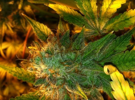 Bubba kush and friends