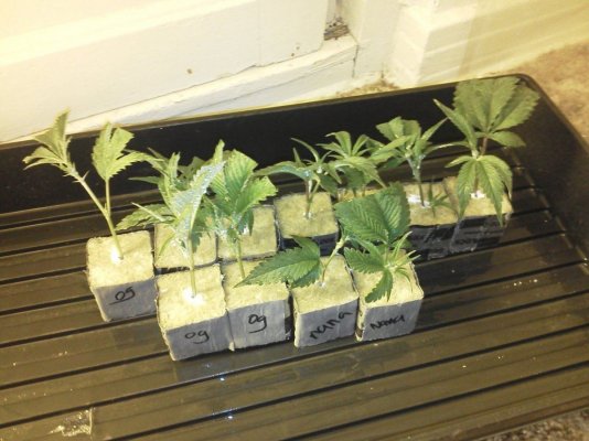 the next grow.jpg