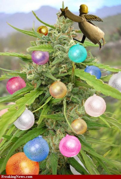 indoor/outdoor 420's  blowin' it up for sure!