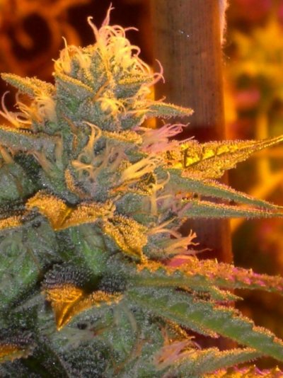 Alien Rock Candy in the 619