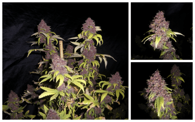 Purple berry bx 1 collage