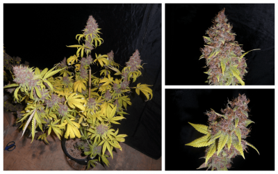 Purple berry bx 4 collage