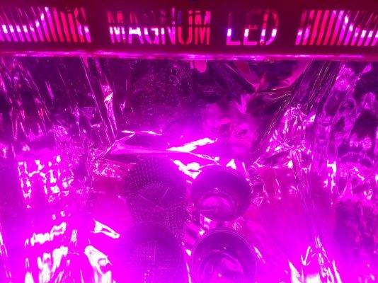 Magnum plus 2 4x4 thcsnow closet grow Magnum plus 2 4x4 thcsnow closet grow