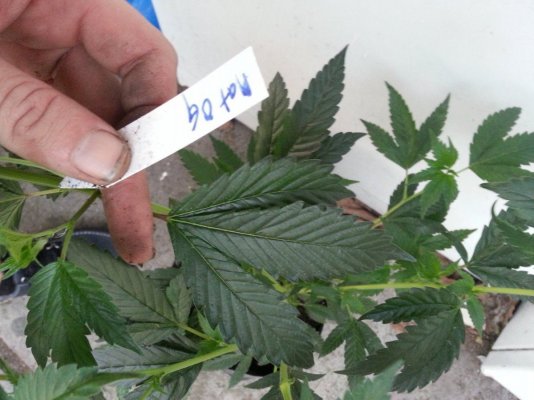 Platinum OG