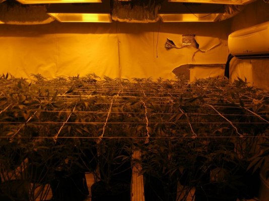 8K Raskal OG Grow