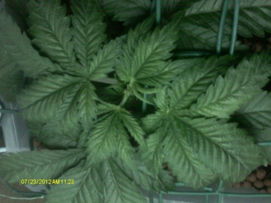 White Widow,Blue Widow & LLLLLLemon skunk 400w