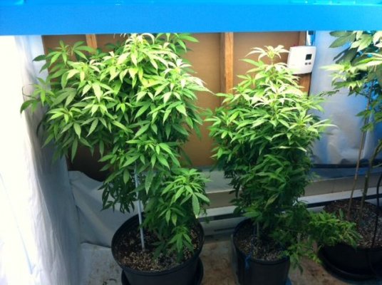 defeceny in 6th week bloom ,, general organics  pics included