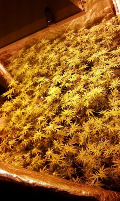 Hercules#Killing Fields#Extrema 4k Coco Grow Show!!(Start to Finish)