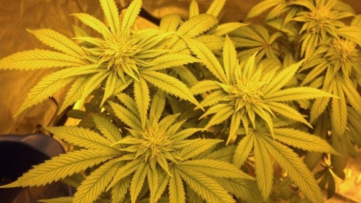 1st Time Grower (Chemdog) in SoCal