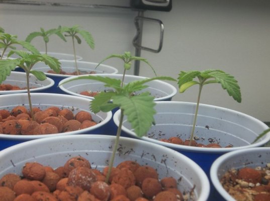 Goji Og from seed TLO(d420dool's way)