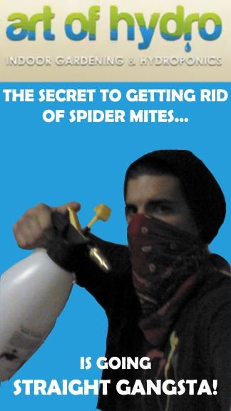 gangsta on spider mites copy.jpg