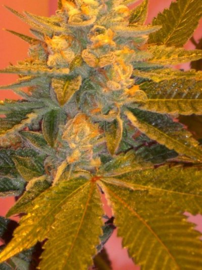 Alien Rock Candy in the 619