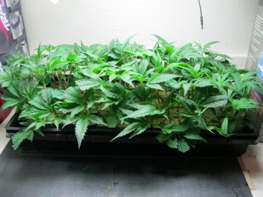 8K Raskal OG Grow