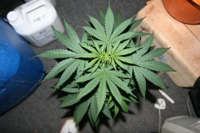 lowlife autos,psychosis,and psycoberry coco grow