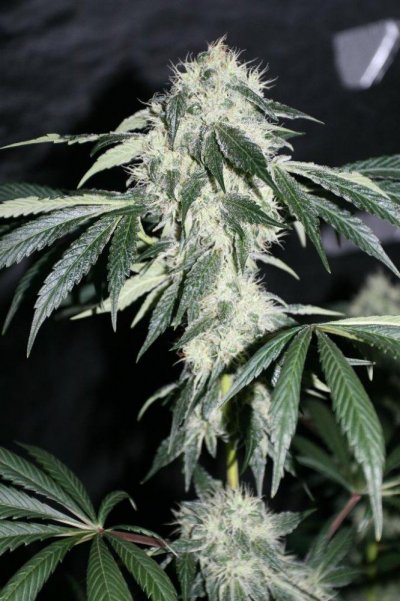 IMG_7392.JPG