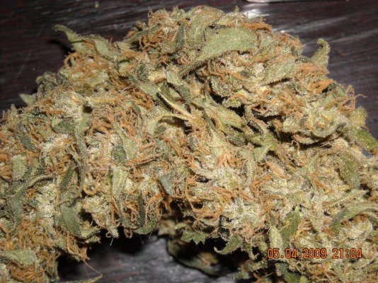 lambsberry sativa pheno1.jpg