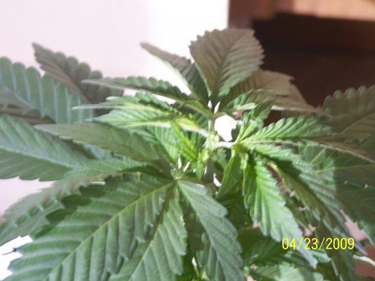grow-09-day-13-pd's-neck.jpg