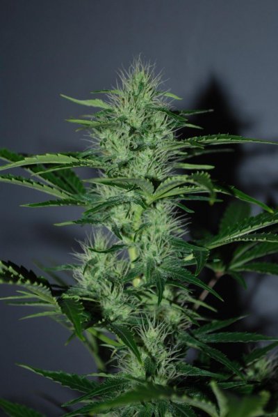 ak47hindu.jpg