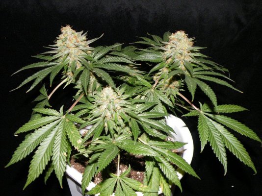 sweetooth13 at 68 days 01.jpg