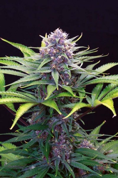 cherry-ak-47--48-50-days-2.jpg