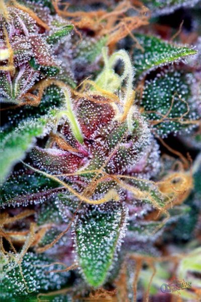 cherry-ak-47--48-50-days-7.jpg
