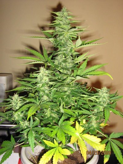 day-45-buddha-white-dwarfs-feminized-3.jpg
