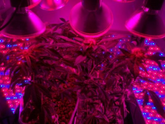 pics from first led grow