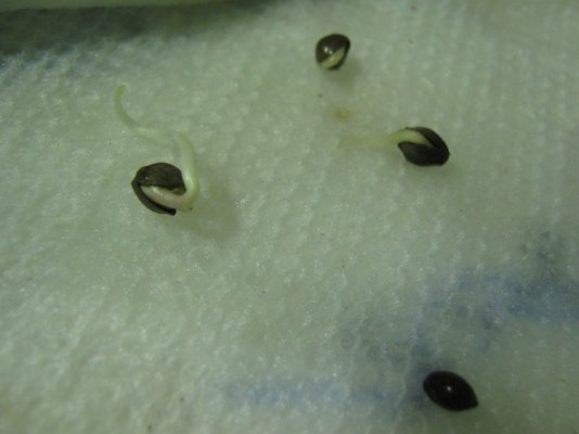 Ewokf2seeds1225
