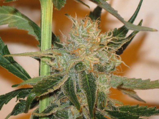 (Black Domina X Space Queen) X Blue Dream = Wet Dream