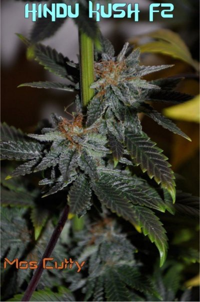 Hindu Kush - Old Sensi Seed Stock F2