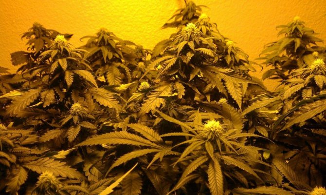 1-failed-grow-then-1-successful-grow-6.jpg