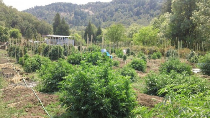 The bamboo patch. (a love story)