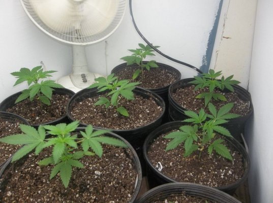 Goji Og from seed TLO(d420dool's way)