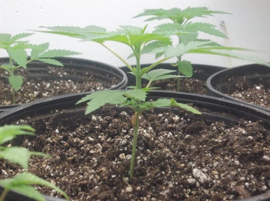 Goji Og from seed TLO(d420dool's way)