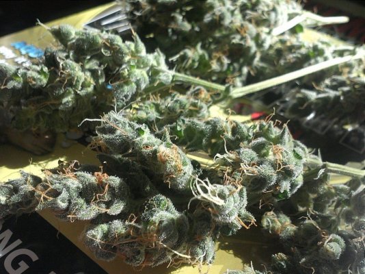 MoonDawg F2 beans by Loompa  Atomical Gardens test run