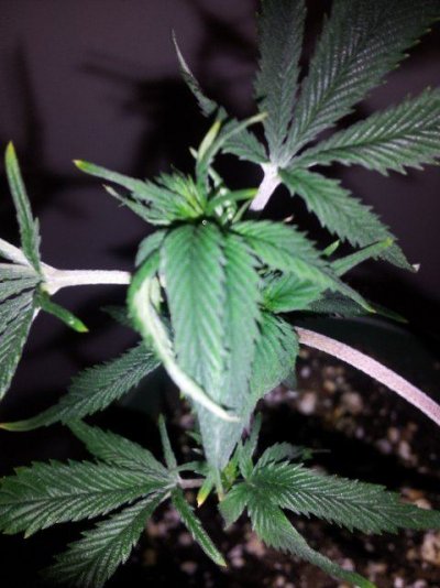 Someone diagnose plz
