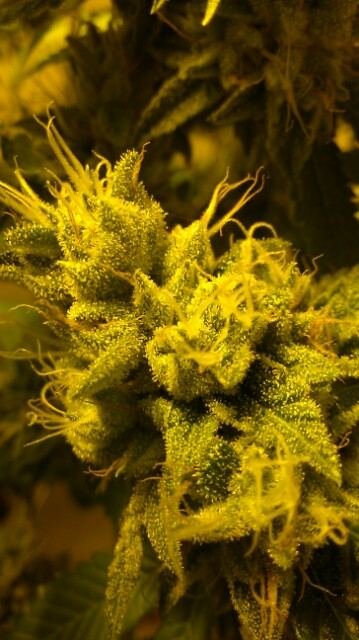 back again with fire og ... cs nutes