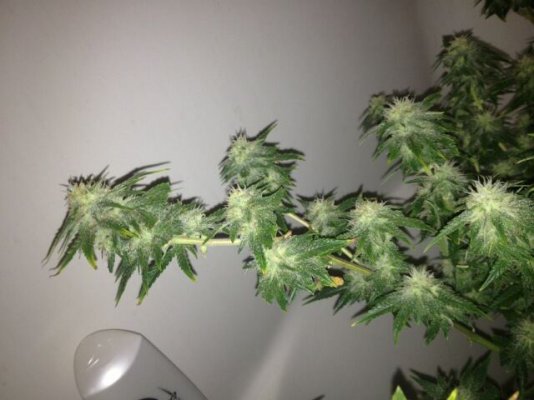 Hercules#Killing Fields#Extrema 4k Coco Grow Show!!(Start to Finish)