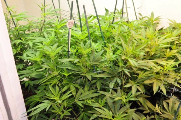 Walter's World: Blumats/AlienOrganics/GSC/'91/SCMK/GrapeApe/WiFi...