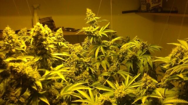 back again with fire og ... cs nutes