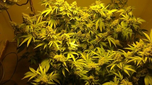 back again with fire og ... cs nutes