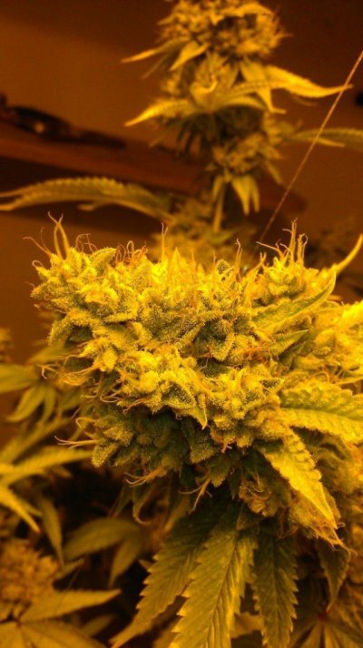 back again with fire og ... cs nutes