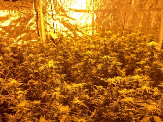 Hercules#Killing Fields#Extrema 4k Coco Grow Show!!(Start to Finish)