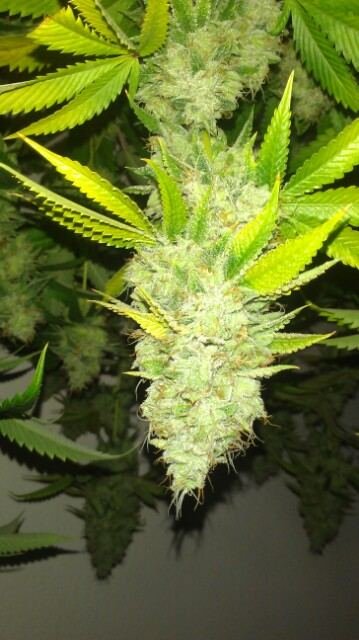 back again with fire og ... cs nutes