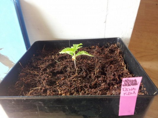 Dinachem, Blue OG, White Widow, Auto Diesel, Auto Ultraviolet. PBP/Canna Coco