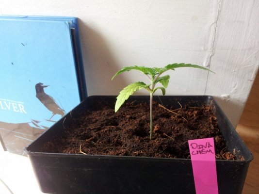 Dinachem, Blue OG, White Widow, Auto Diesel, Auto Ultraviolet. PBP/Canna Coco