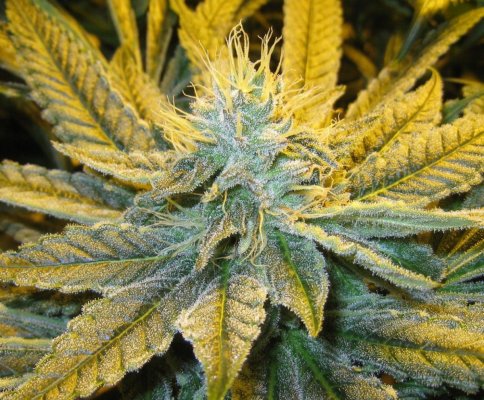 Alien Genetics - Grow Log from Seed - Pure Coco, CO2